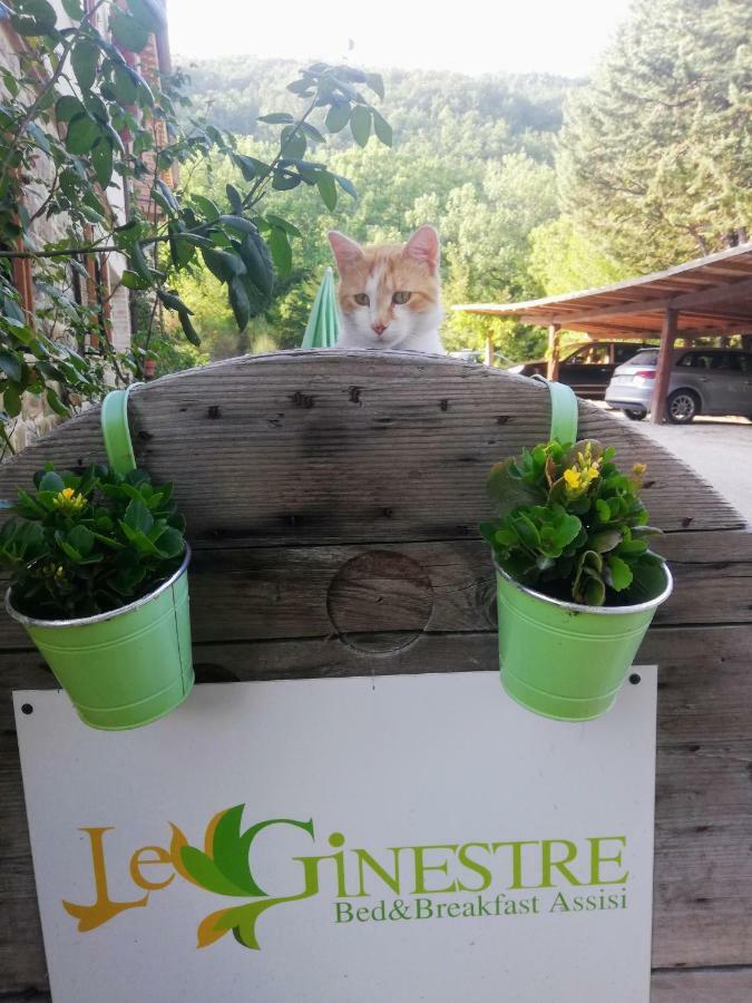 Le Ginestre Guesthouse Ασίζη Εξωτερικό φωτογραφία